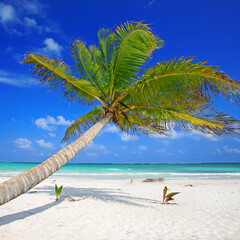 Tropical Paradise: Enchanting Curved Palm Over Turquoise Caribbean Waters