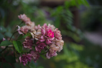 a dry inflorescence of rose flowers with one living red flower