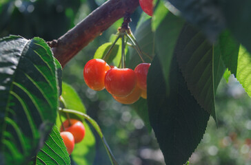 orange cherry berries in the sunlight on a branch with green leaves