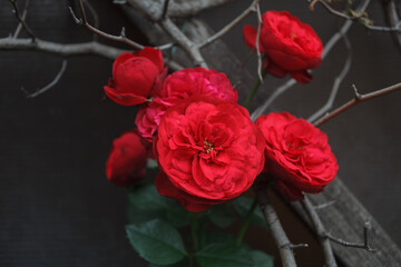 red rose flowers on a background of dry branches