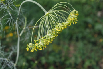 green dill inflorescence in the sunlight in the garden