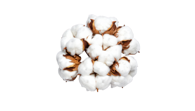 Cotton cluster closeup isolated on transparent background