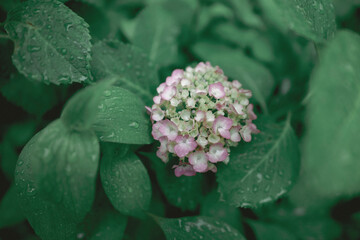 梅雨闇の紫陽花の花