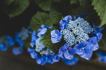 梅雨闇の紫陽花の花