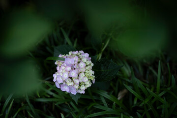 梅雨闇の紫陽花の花
