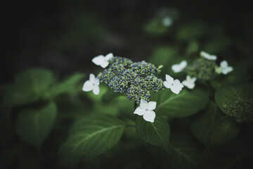 梅雨闇の紫陽花の花