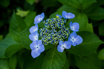梅雨闇の紫陽花の花