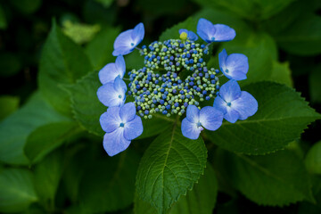 梅雨闇の紫陽花の花