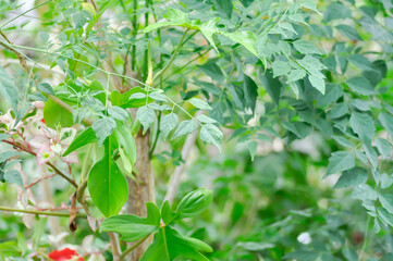 Cork tree, Indian cork tree or Millingtonia hortensis Linn or BIGNONIACEAE and rain droplet
