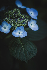 梅雨闇の紫陽花の花