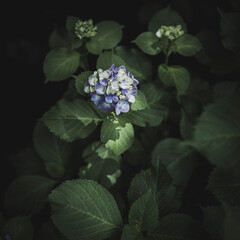 梅雨闇の紫陽花の花