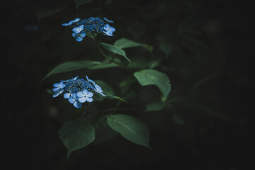 梅雨闇の紫陽花の花