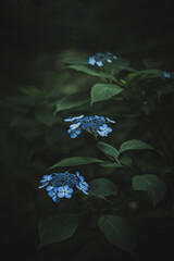 梅雨闇の紫陽花の花