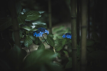 梅雨闇の紫陽花の花