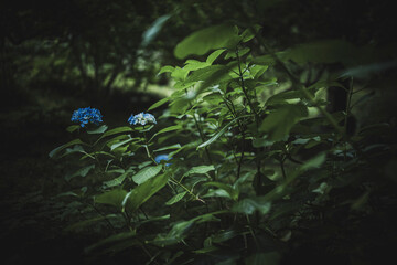 梅雨闇の紫陽花の花