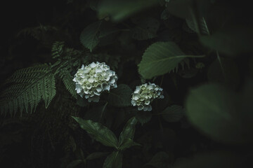 梅雨闇の紫陽花の花
