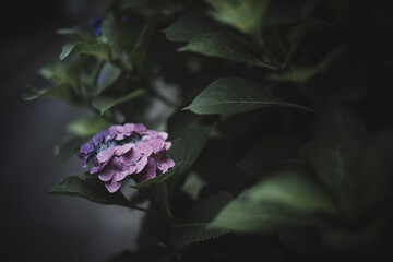梅雨闇の紫陽花の花