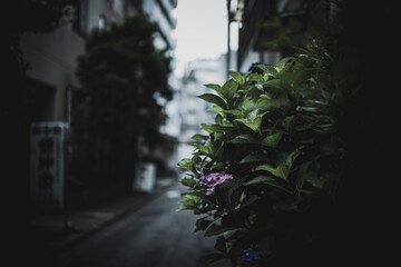 梅雨闇の紫陽花の花