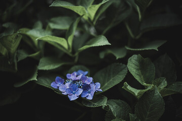 梅雨闇の紫陽花の花
