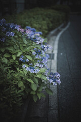 梅雨闇の紫陽花の花