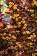 the barberry shrub blooms in the garden