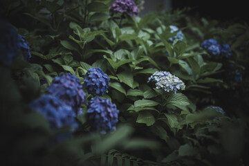 梅雨闇の紫陽花の花