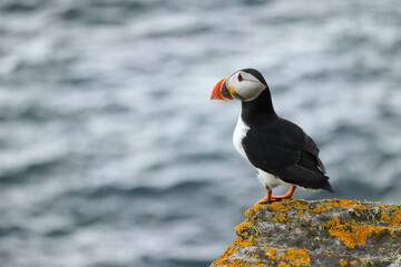 Wild Atlantic Puffin on Rocky Cliff Edge with Ocean Waves – Seabird in Natural Habitat, Saltee Island Ireland, Wildlife Photography