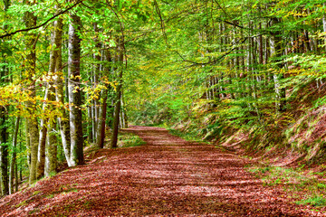 Obraz premium Colores de otoño 