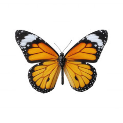 Obraz premium A vibrant butterfly with striking orange and black patterns, showcasing its delicate wings against a pristine white background.