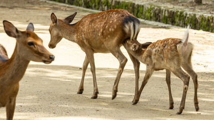 Wild Sika Deer and fawn animals feeding in the park of Nara, Japan. 