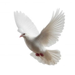 Obraz premium A white dove in mid-flight with its wings spread wide, showcasing grace and beauty against a white isolated background.