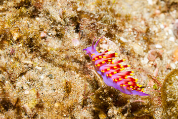 Mozambique, Maputo, Ponta do Ouro, Firetip nudibranch (Trinchesia sibogae)