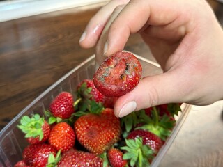 A hand holds a spoiled, moldy strawberry with a plastic container of berries in the background....
