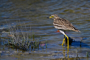 Triel // Eurasian stone-curlew (Burhinus oedicnemus)