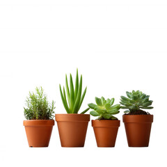 Four beautiful potted succulents in terracotta pots, showcasing vibrant green shades against a clean, white background, perfect for home decor and gardening themes.