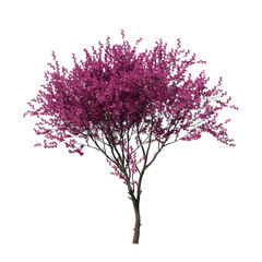 Judas Tree (Cercis siliquastrum) with Purple Leaves Isolated on Transparent Background for Landscape Design