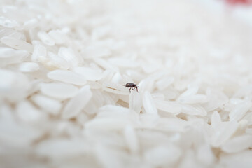 A rice weevil (Sitophilus oryzae) navigates through grains, highlighting the importance of proper...