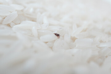 A rice weevil (Sitophilus oryzae) navigates through grains, highlighting the importance of proper storage and food sanitation