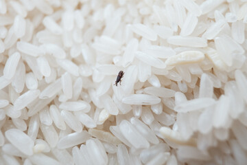 A rice weevil (Sitophilus oryzae) navigates through grains, highlighting the importance of proper storage and food sanitation