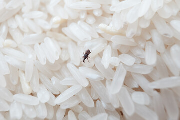 A rice weevil (Sitophilus oryzae) navigates through grains, highlighting the importance of proper...