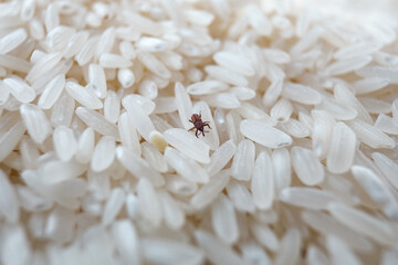 A rice weevil (Sitophilus oryzae) navigates through grains, highlighting the importance of proper...