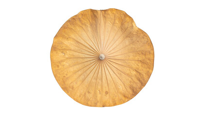 Dried lotus leaf parasol decor on transparent background