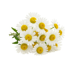 Fototapeta premium Daisy flower bouquet isolated on transparent background