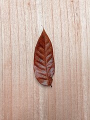 a sheet of dried mahogany leaf with a wooden background
