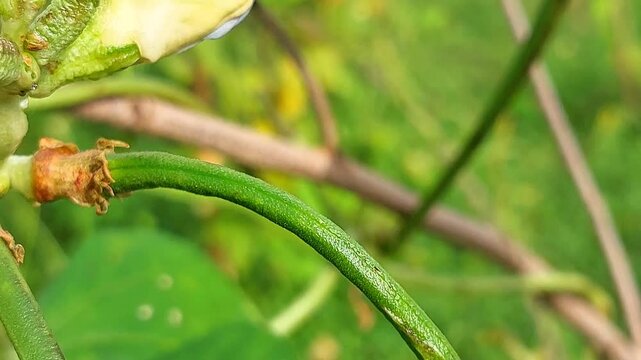 small ladybugs perched on the stems. little ladybug video