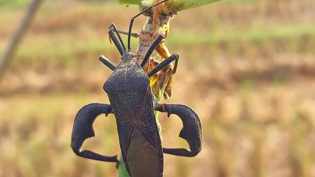 black sting grasshopper perched on a stem. macro video of stinging grasshopper