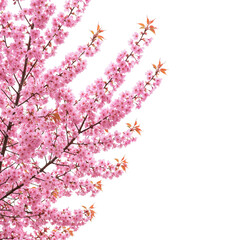 Pink cherry blossom branches isolated on transparent background