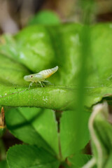 willow bibber-larva

