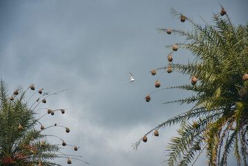 White-tailed tropicbirds close-up in La Vallée de Ferney, Mauritius. Elegant seabirds with long tail feathers in tropical forest 
