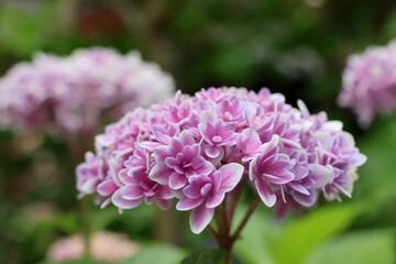 北鎌倉の西洋アジサイ